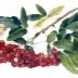 Рябина Десертная Мичуринская (Мичурина): описание сорта, характеристики ...