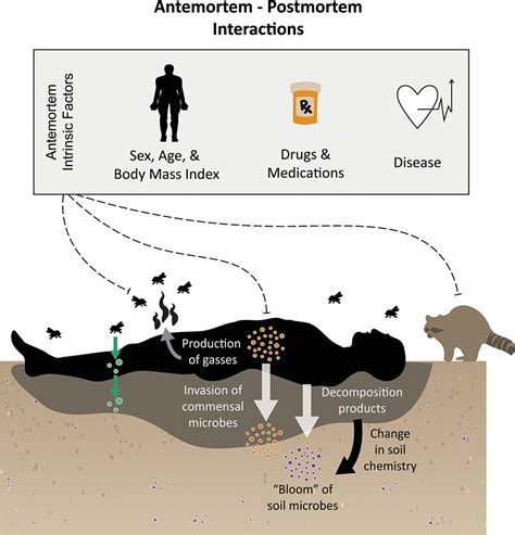 Study connects decomposing body's BMI to surrounding soil microbes