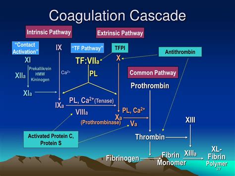 Ppt Introduction To Special Coagulation Powerpoint Presentation Free