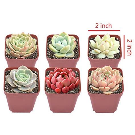 Succulent Plants Live 6 Pack Of Assorted Rosettes Succulents Fully