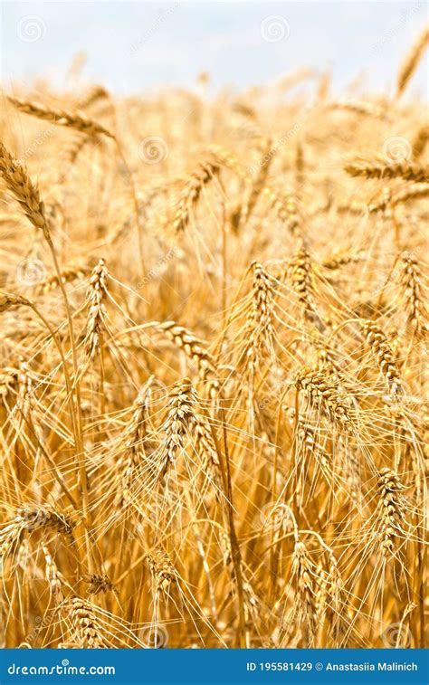 Field Wheat In Period Harvest Stock Image Image Of Landscape