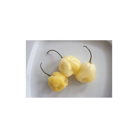 Price €195 Giant White Habanero Seeds