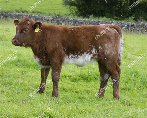 Domestic Cattle Luing Calf Standing Pasture Editorial Stock Photo ...