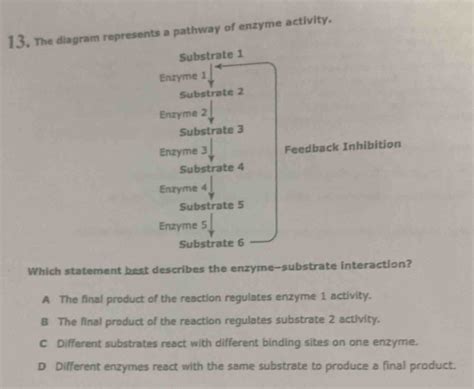 Solved The Diagram Represents A Pathway Of Enzyme Activity