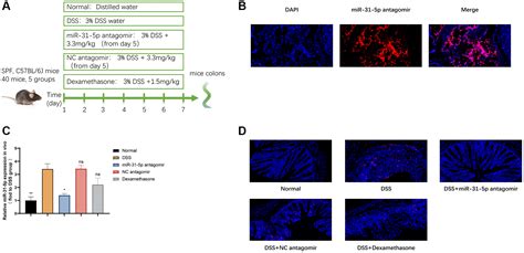 Antagomir Of Mir P Modulates Macrophage Polarization Via The Ampk