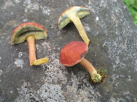 Hortiboletus rubellus | The Bolete Filter