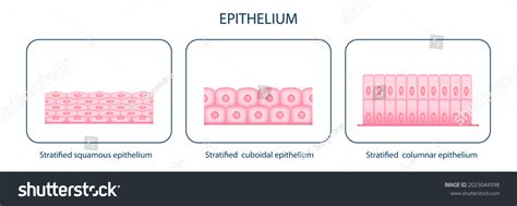 El Diagrama Educativo De Los Tipos Ilustraci N De Stock