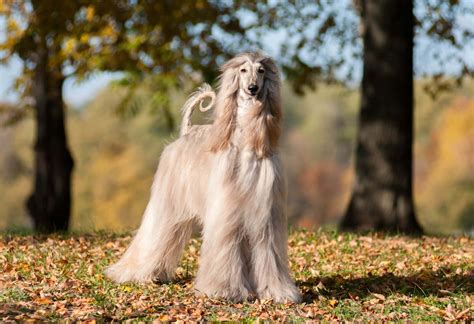 Find your Afghan Hound puppy for sale in Missouri | Puppies.com