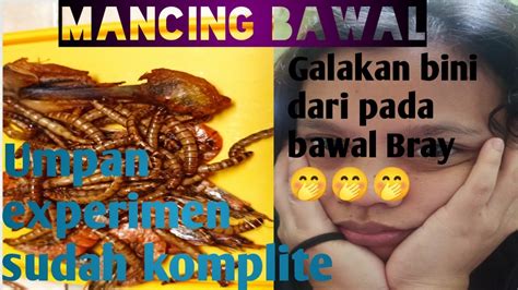 Mancing Bawal Harian Umpan Experimen Masih Galakan Bini Bray YouTube