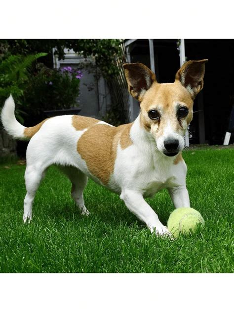 Pi Ce Jouet Pour Chien Balle Border Collie Agace Les Chiens Prom Ne