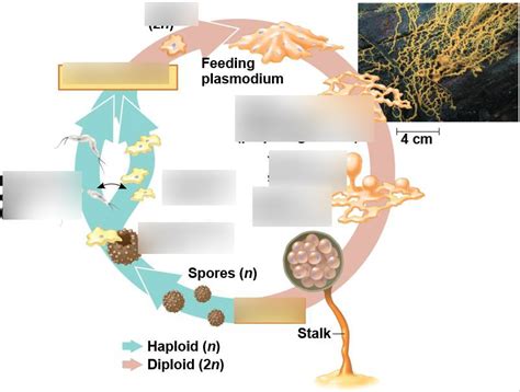 Slime Mold Life Cycle Animation