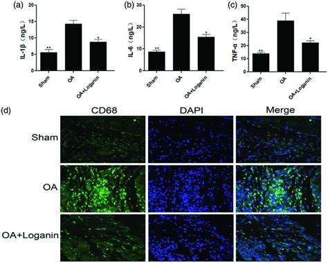 Roles Of Loganin In The Synovial Inflammatory Response In OA Rats