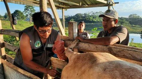 Gorel Mejora La Producci N Ganadera A Trav S De La Inseminaci N