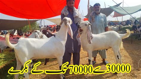 Giant Goats For Qurbani 2021 Bakra Eid 2021 Youtube