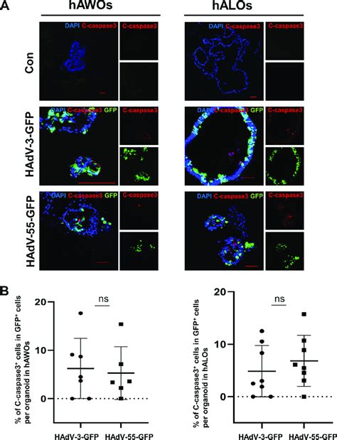 Apoptosis Analysis Of HAWOs And HALOs Infected By HAdV 3 GFP And