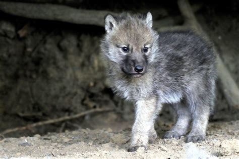 Cute Wolves Wallpapers Top Free Cute Wolves Backgrounds Wallpaperaccess