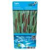 Moerings Waterplanten Grote Lisdodde Typha Latifolia Moerasplant 6