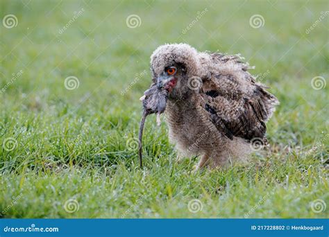 Juvenile European Eagle Owl Eating A Rat Stock Photo Image Of Raptor