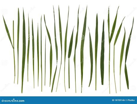 Grass Blades Isolated On White Stock Photo Image Of Botany Growth