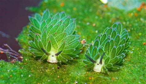 🔥 Leaf Sheep Sea Slugs Costasiella Kuroshimae Are The Only