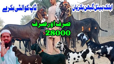 How To Top Class Ablak Goat Praignet Bakriyan Beetal Pakistan No 1