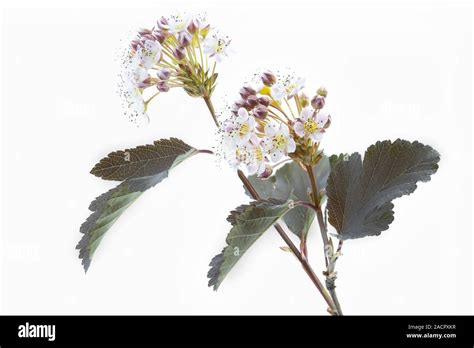 Physocarpus Opulifolius Diabolo Stock Photo Alamy