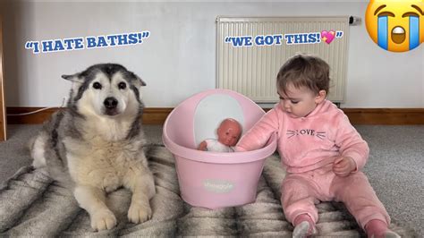 Baby Teaching Husky How To Bathe Her Baby😭💖 Too Much Cuteness