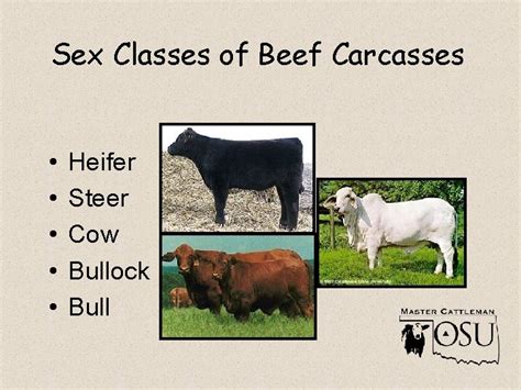 Beef Quality And Yield Grades Grading Vs Inspection