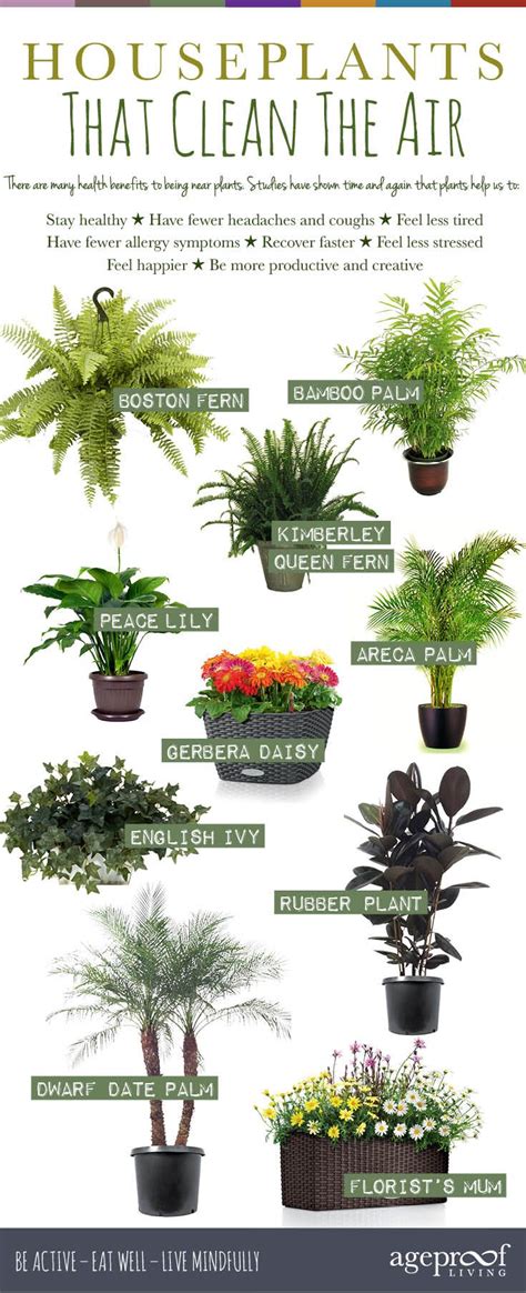 10 Best Air Purifying Houseplants For A Healthy Home