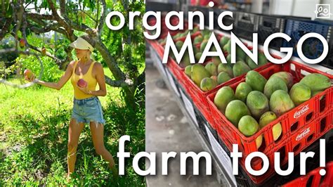 🥭 Day Trip Picking Mangoes At A Tropical Organic Fruit Farm In Florida