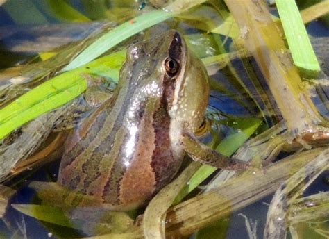 Boreal Chorus Frog 101: Physical Characteristics, Habitat, Behavior, and Conservation Status