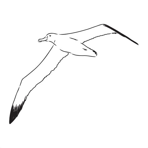 Albatross Vector Sketch 7308508 Vector Art At Vecteezy