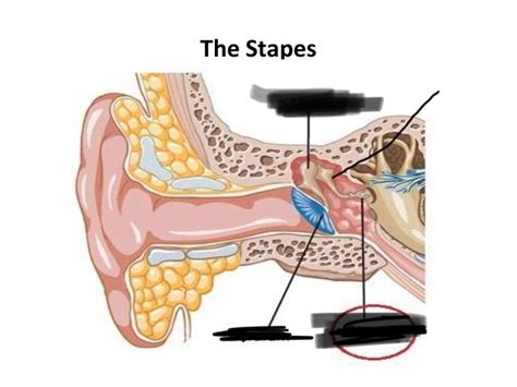 Auditory ossicles Diagram | Quizlet