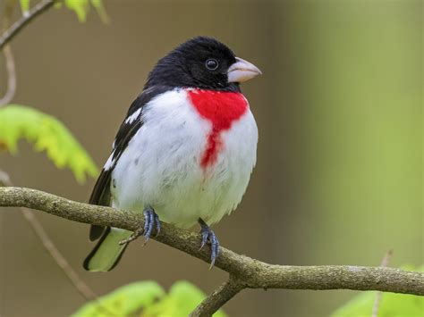 24 Best Rose Breasted Grosbeak Facts