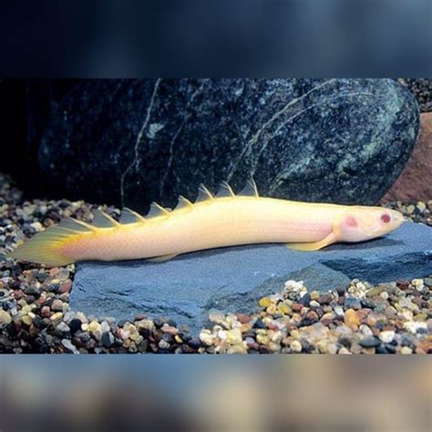 Jual Ikan Hias Anakan Palmas Albino Ikan Naga Hiasan Aquarium Aquascape