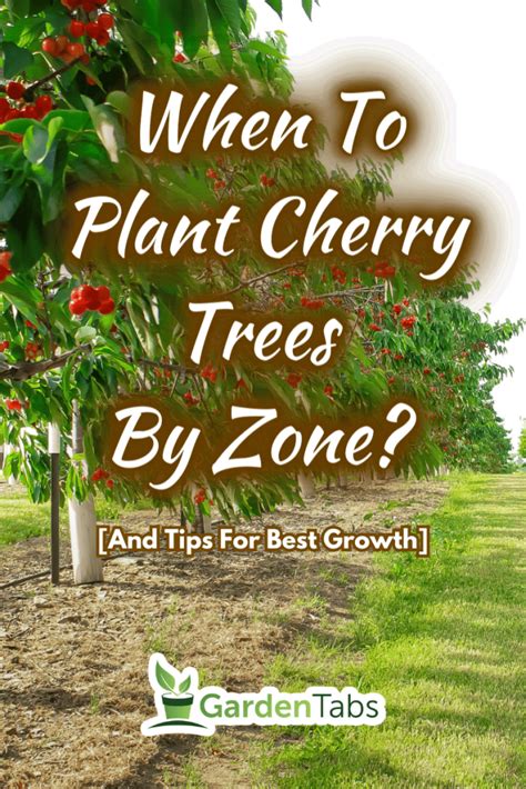 When To Plant Cherry Trees By Zone And Tips For Best Growth