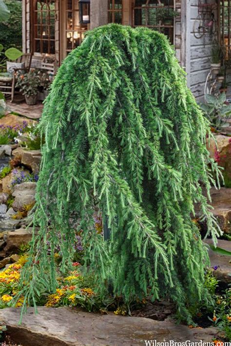 Buy Weeping Deodar Cedar Tree FREE SHIPPING Wilson Bros Gardens 1