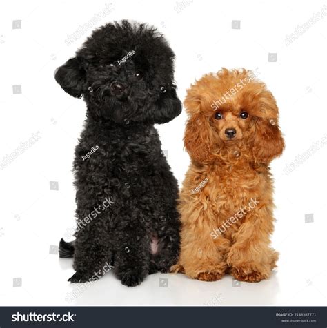 2,628 Miniature Black Poodle Images, Stock Photos, 3D objects ...