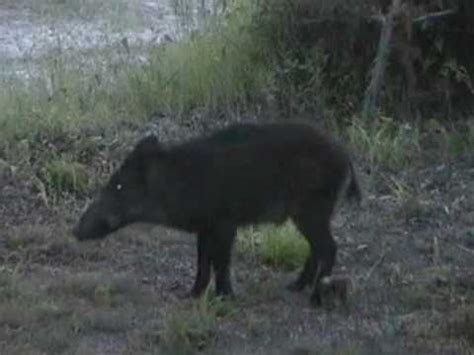 Lov na divlje svinje - Wild boar hunting - YouTube
