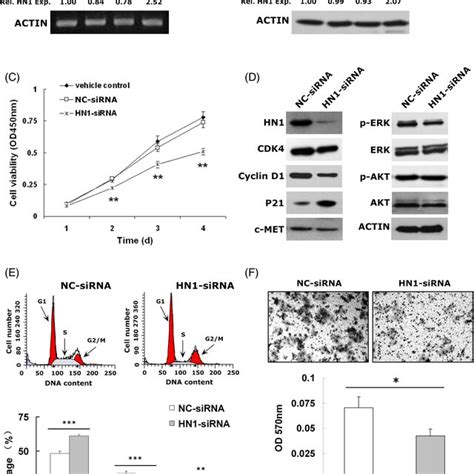 Knockdown Of HN1 Inhibited Hepatocellular Carcinoma HCC Cell Growth