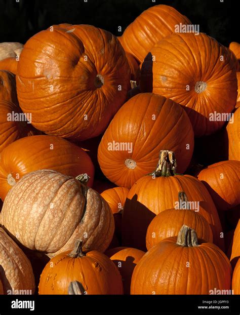 Pumpkins Pumpkins Pumpkins Stock Photo Alamy