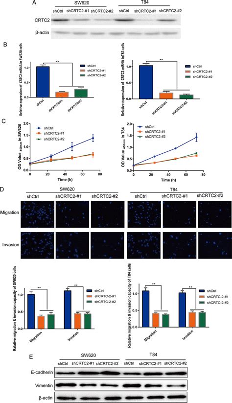 Knockdown Of Crtc Affected The Proliferation Migration And Invasion