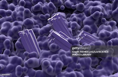 Crystals In Kidney Tissue Illustration High-Res Vector Graphic - Getty ...
