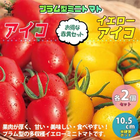 Itanse ミニトマトの苗 アイコ＆イエローアイコ各2個 高糖度・育てやすい 野菜苗 自根苗 105cmポット 4個セット 送料無料 ミニ