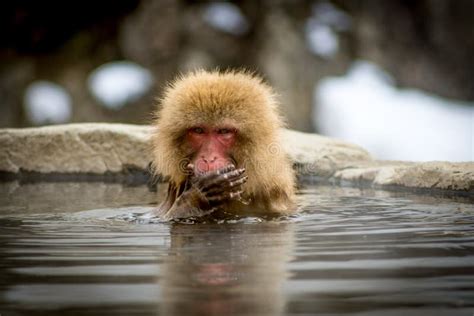 Thinking Monkey In Onsen Stock Photo Image Of Face 101382616