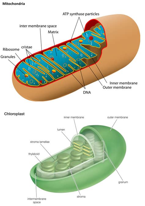 Name Two Cell Organelles That Are Double Membrane Bound What Are The Characteristics Of These