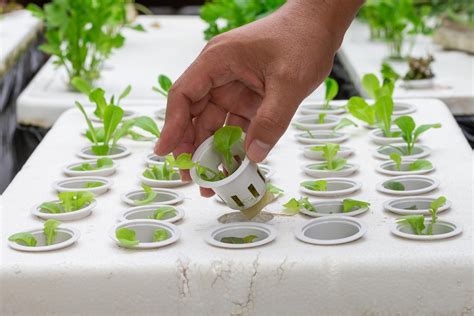 Premium Photo | Hand holding hydroponic pot with vegetable seedlings ...