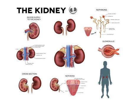 Kidney Function Chart - Etsy