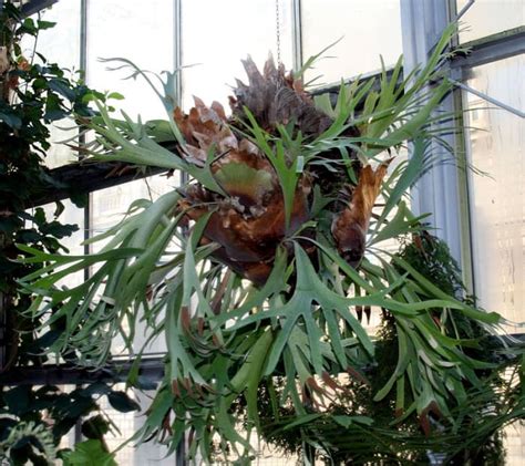 How To Grow A Staghorn Fern Indoors Or Outdoors Hubpages