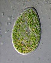 Protozoa - Wikipedia